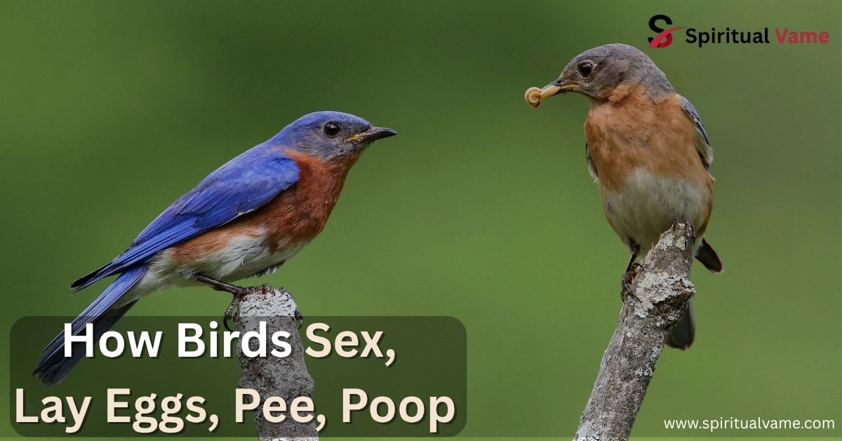 How Birds Sex, Lay Eggs, Pee, Poop