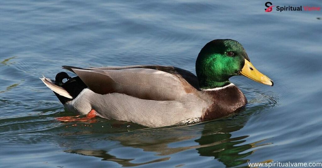 Mallard – (Anas platyrhynchos)