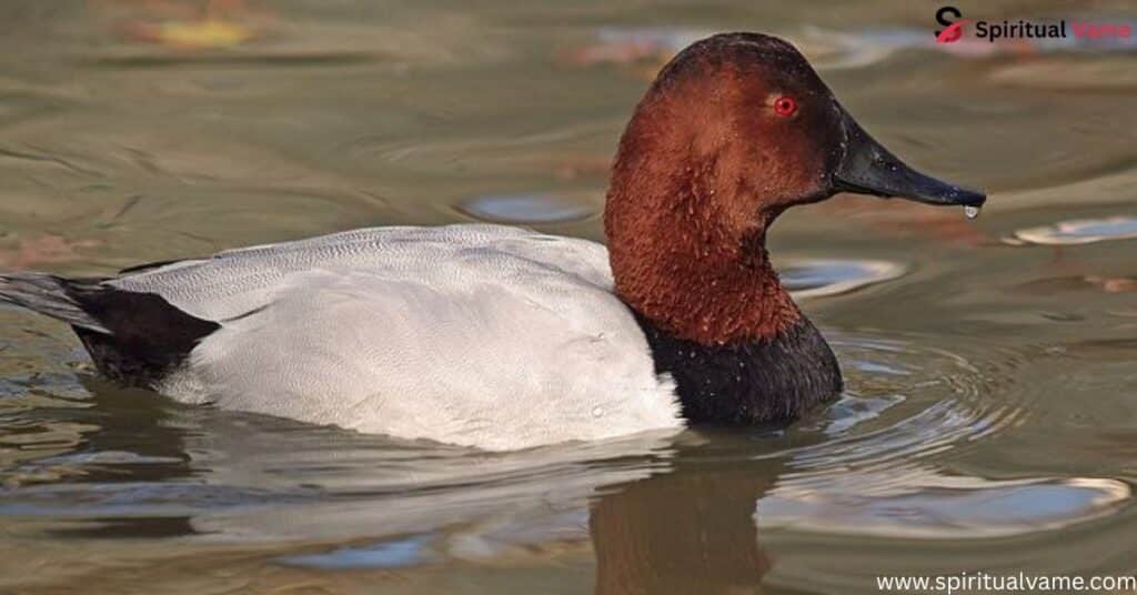 Canvasback – (Aythya valisineria)