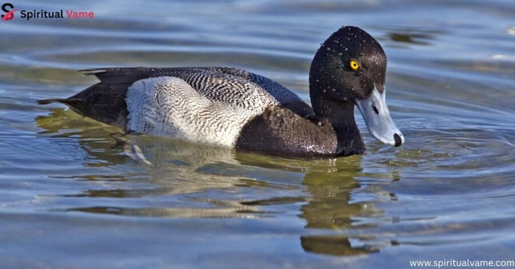 Lesser Scaup – (Aythya affinis)