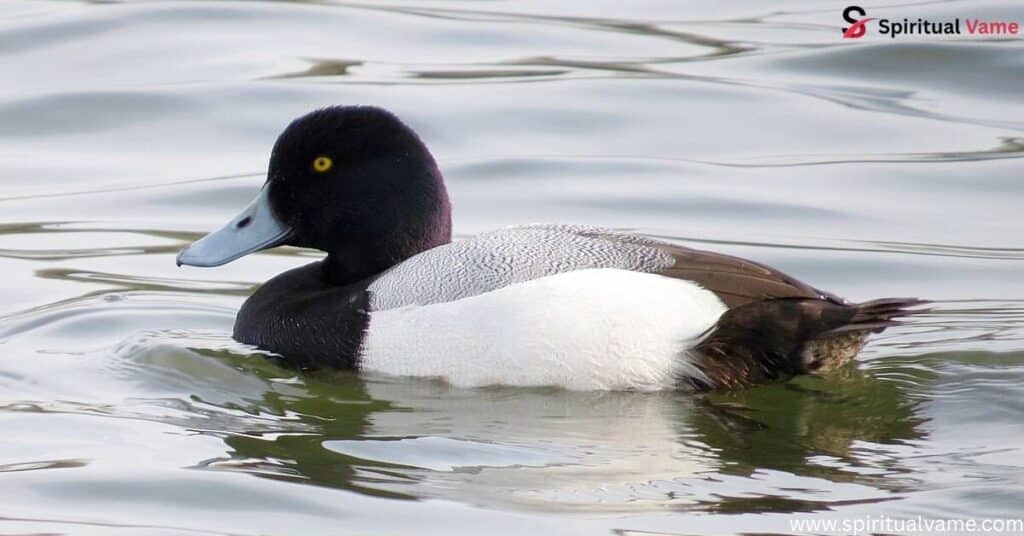 Greater Scaup – (Aythya marila)