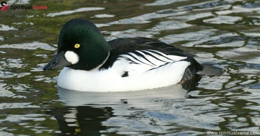 Common Goldeneye – (Bucephala clangula)