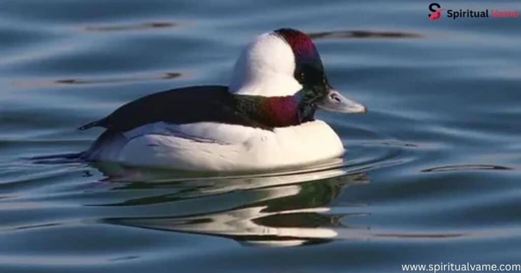 Bufflehead – (Bucephala albeola)