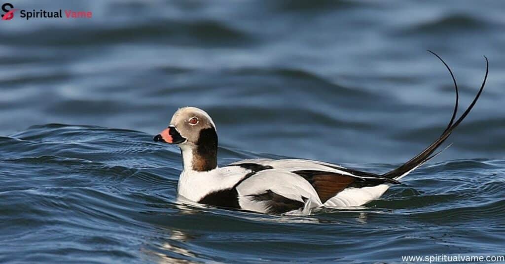 Long-tailed Duck – (Clangula hyemalis)