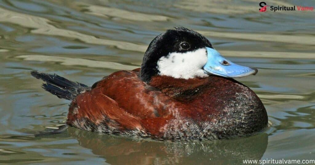 Ruddy Duck – (Oxyura jamaicensis)