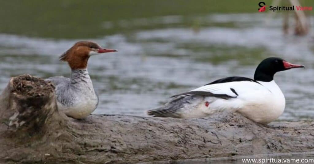 Common Merganser – (Mergus merganser)