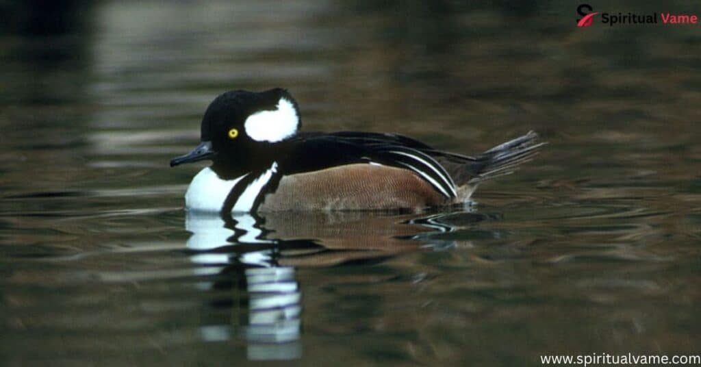 Hooded Merganser – (Lophodytes cucullatus)