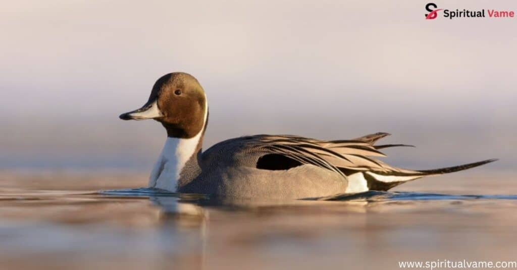 Northern Pintail – (Anas acuta)