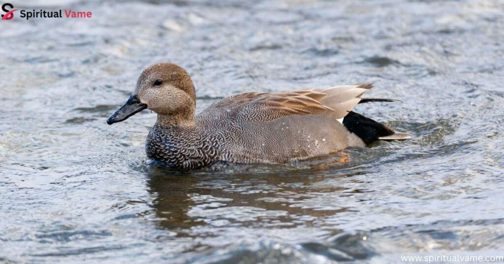 Gadwall – (Anas strepera)