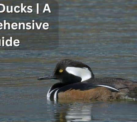 Illinois Ducks | A Comprehensive Guide