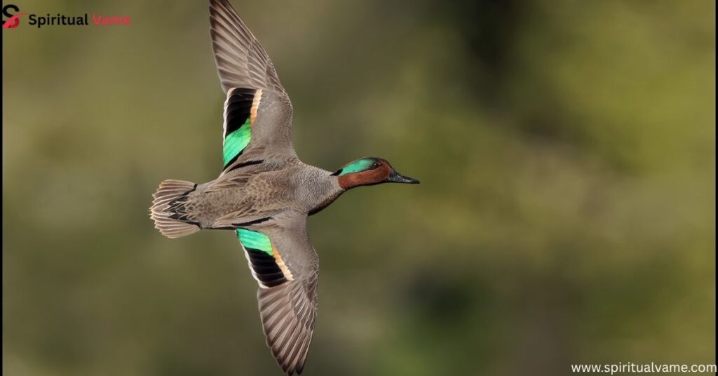 Green-winged Teal – (Anas crecca)