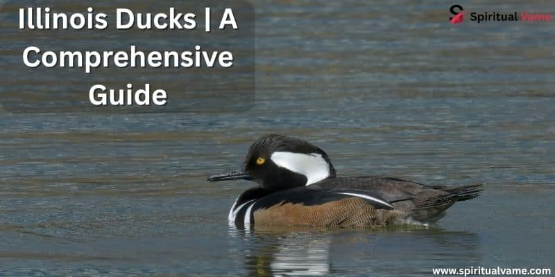 Illinois Ducks | A Comprehensive Guide