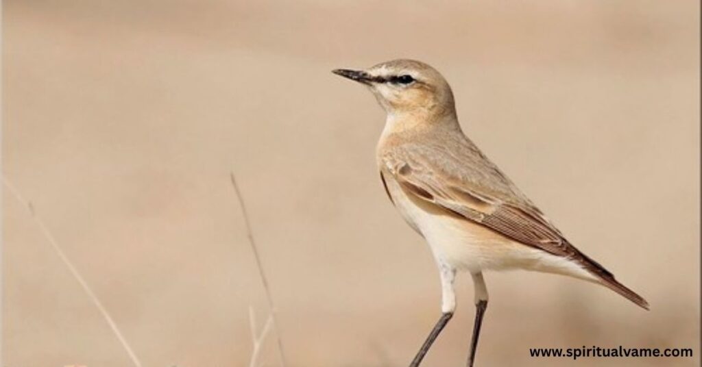 isabelline-wheatear
