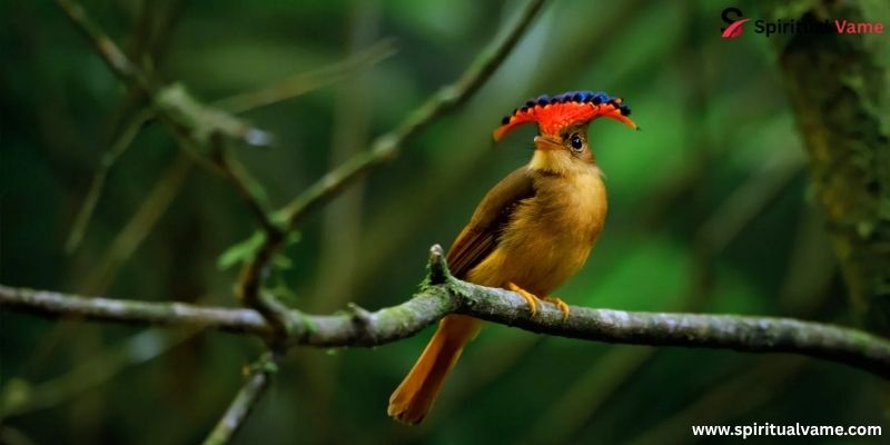 Onychorhynchus coronatus angriest looking birds
