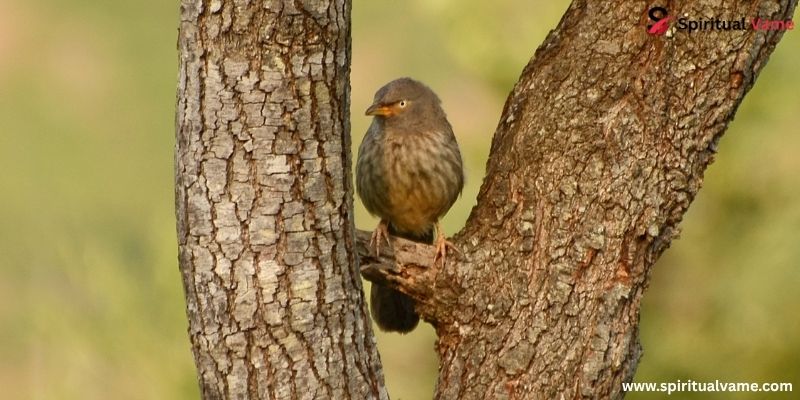 Jungle Babbler (Turdoides striata)
