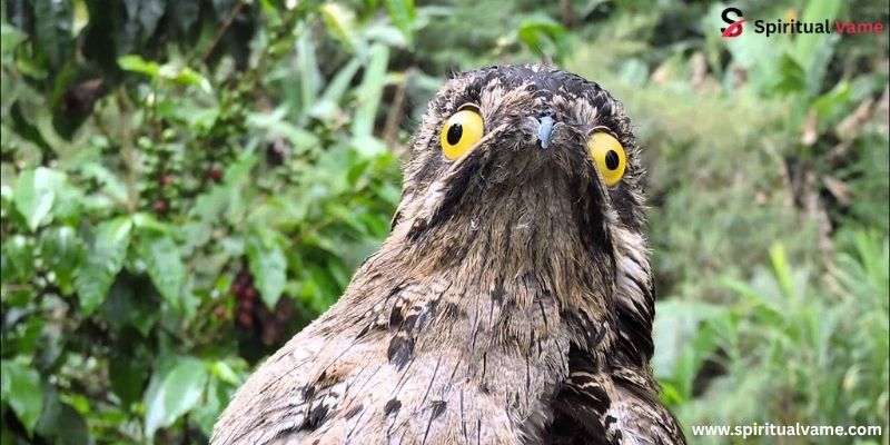 Potoo (Nyctibius)