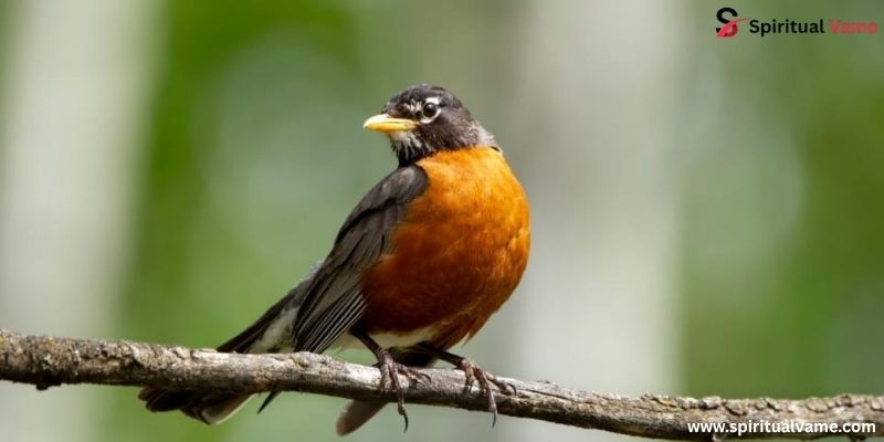 American Robin