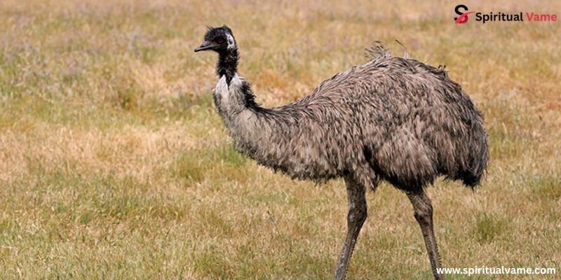 Emu (Dromaius novaehollandiae  angriest looking birds