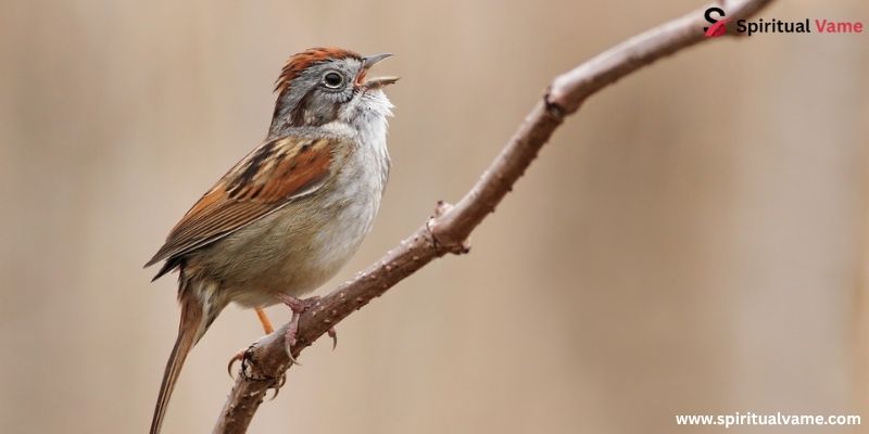 Swamp Sparrow (Melospiza georgiana) angriest looking birds