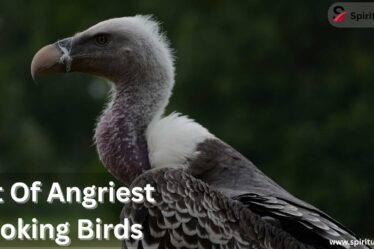 List Of Angriest Looking Birds