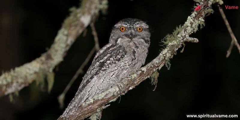 Tawny Frogmouth (Podargus strigoides) angriest looking birds