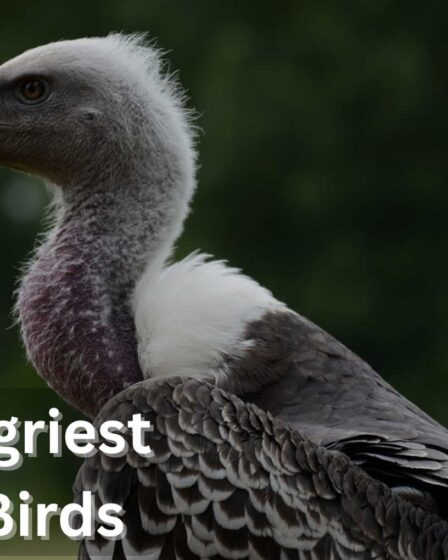 List Of Angriest Looking Birds