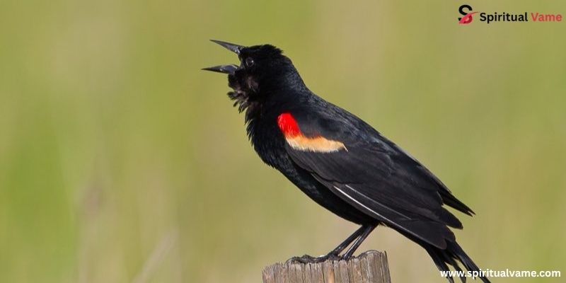 Red-Winged Blackbird (Agelaius phoeniceus) angriest looking birds