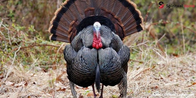 Wild Turkey (Meleagris gallopavo)