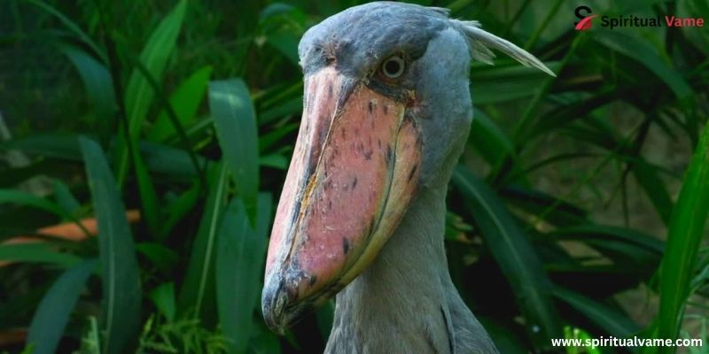 Shoebill (Balaeniceps rex)