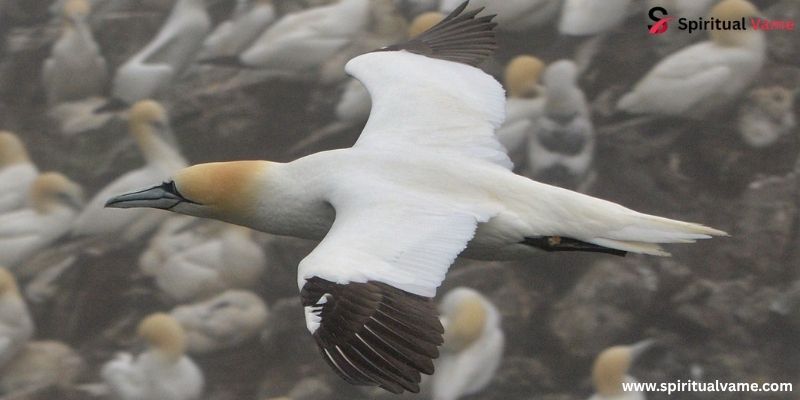 Morus Bassanus (Northern Gannet)