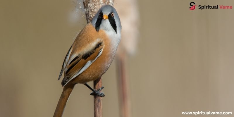 Bearded Reedling (Panurus biarmicus)