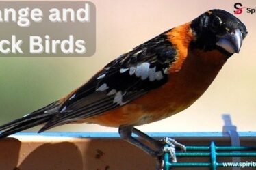 Orange and Black Birds 