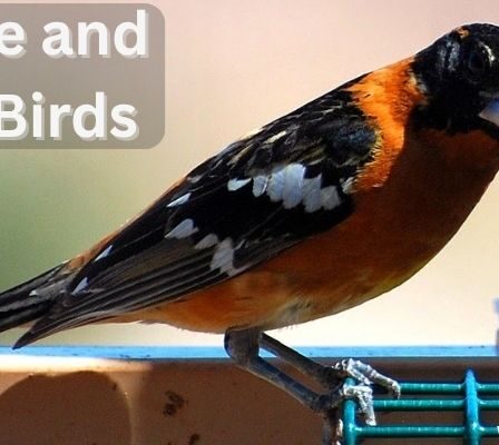 Orange and Black Birds 