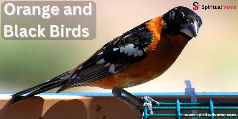 Orange and Black Birds 