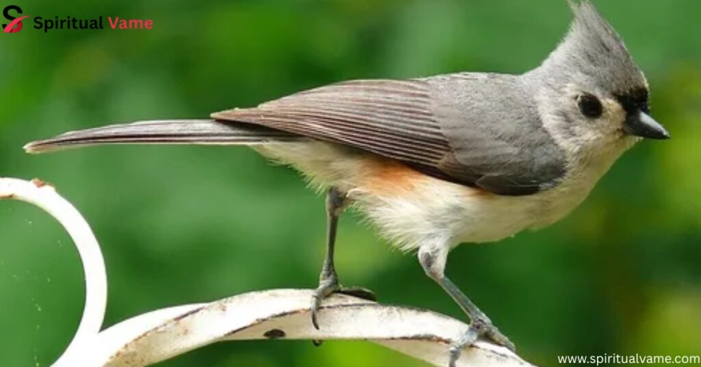 Tufted Titmouse