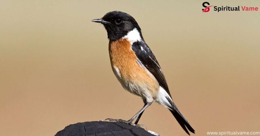 African Stonechat