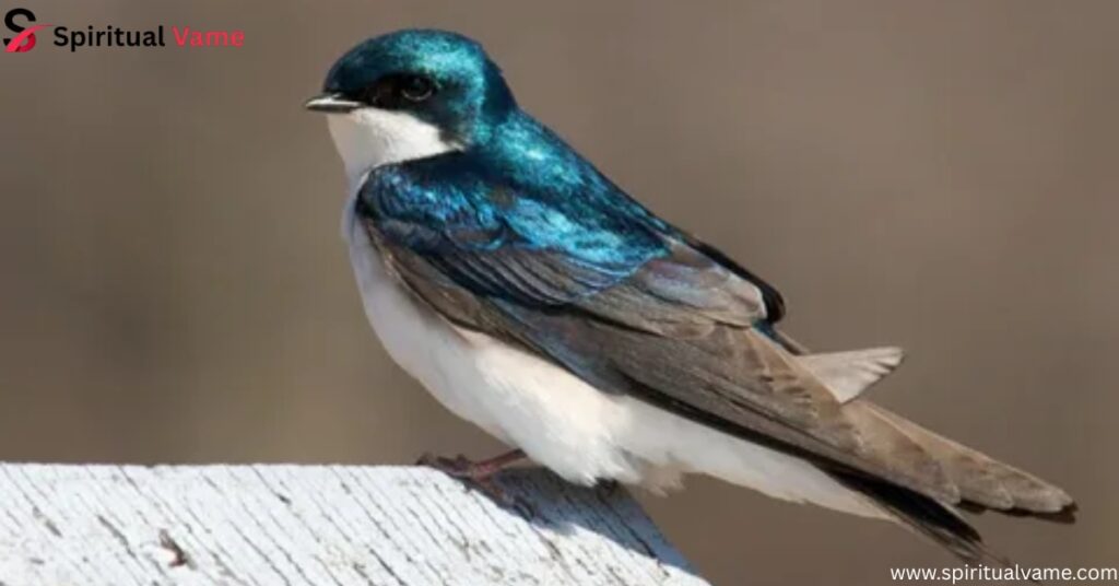 Tree Swallow