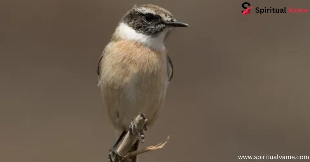 Canary Islands Stonechat