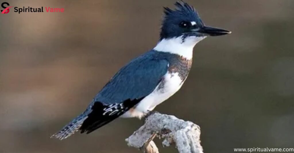 Belted Kingfisher