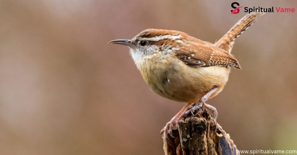 Carolina Wren