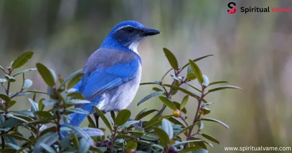California Scrub-Jay