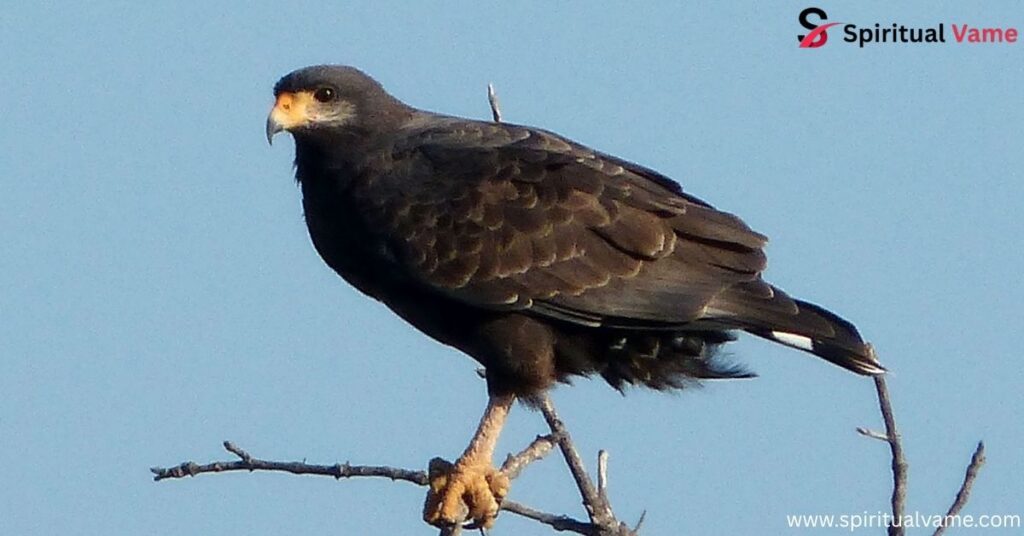 Common Black Hawk