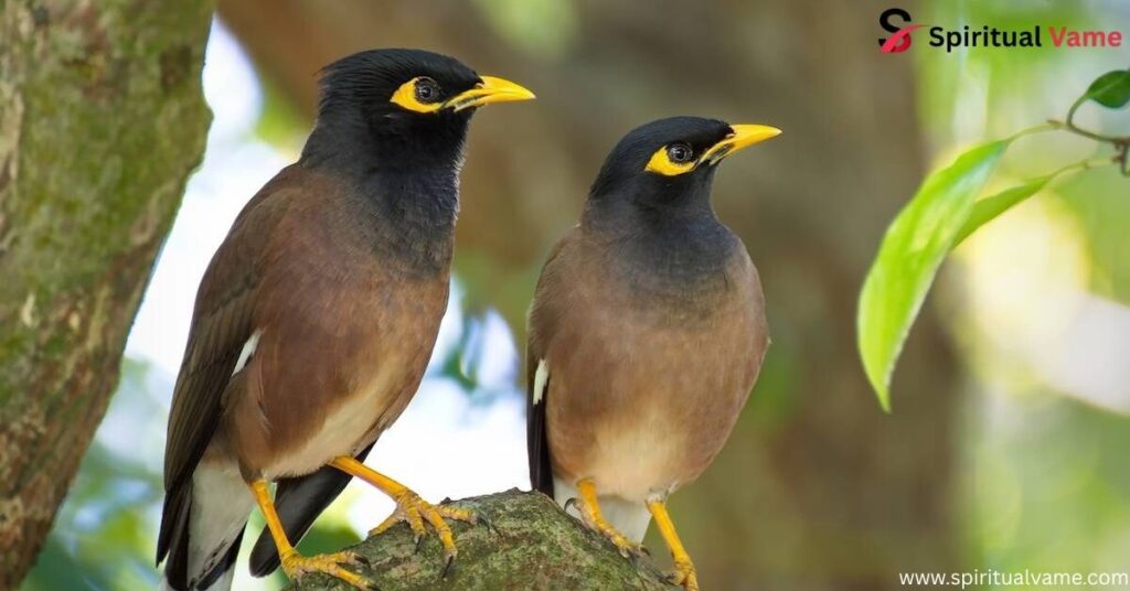 Common Myna