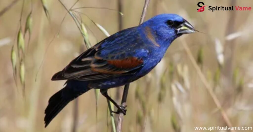 Blue Grosbeak