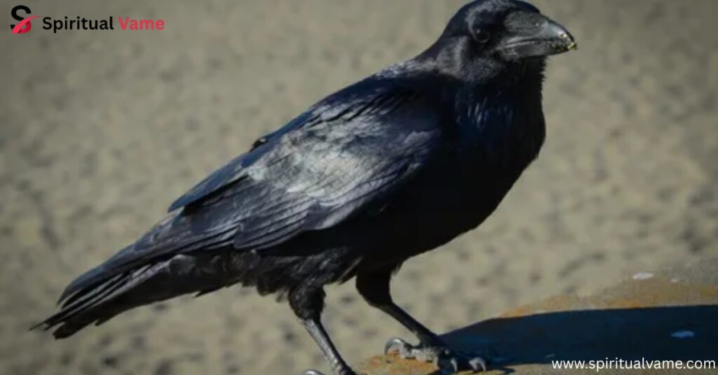 Common Raven