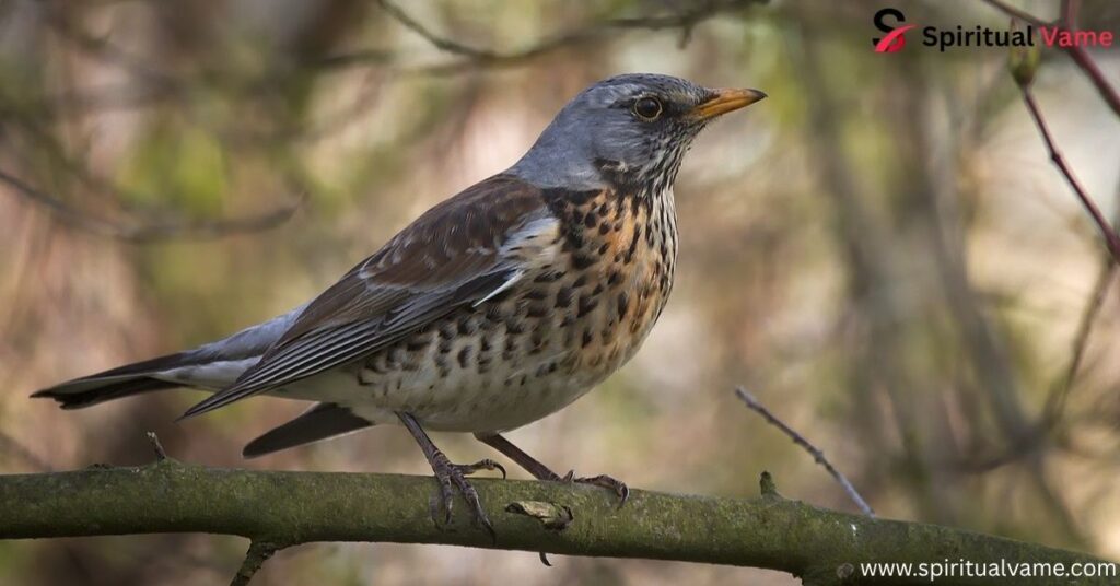Fieldfare