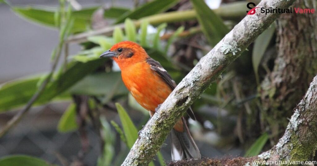 Flame-colored Tanager