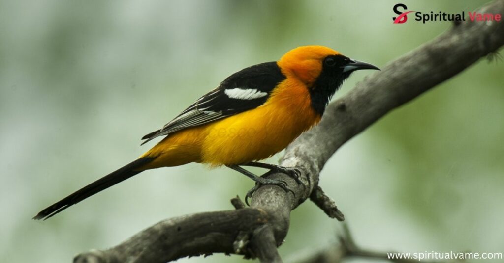 Hooded Oriole