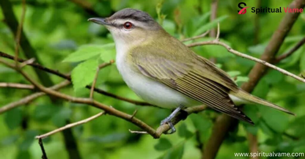 Vireo 
