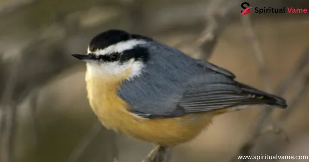 Chickadees and Nuthatches